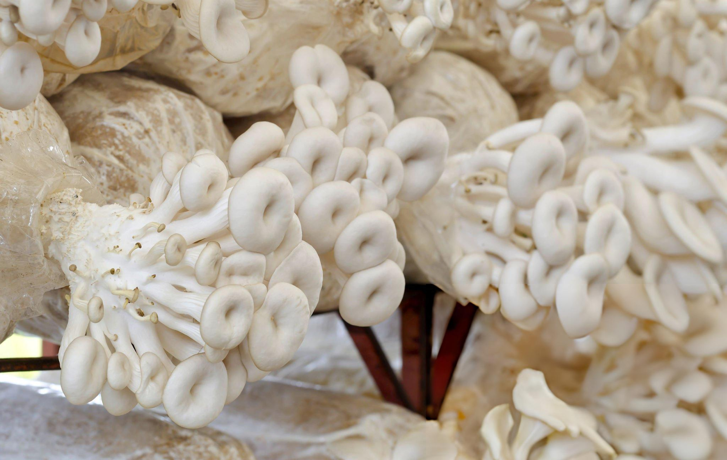 Organic Mushroom Farming in Kerala Background