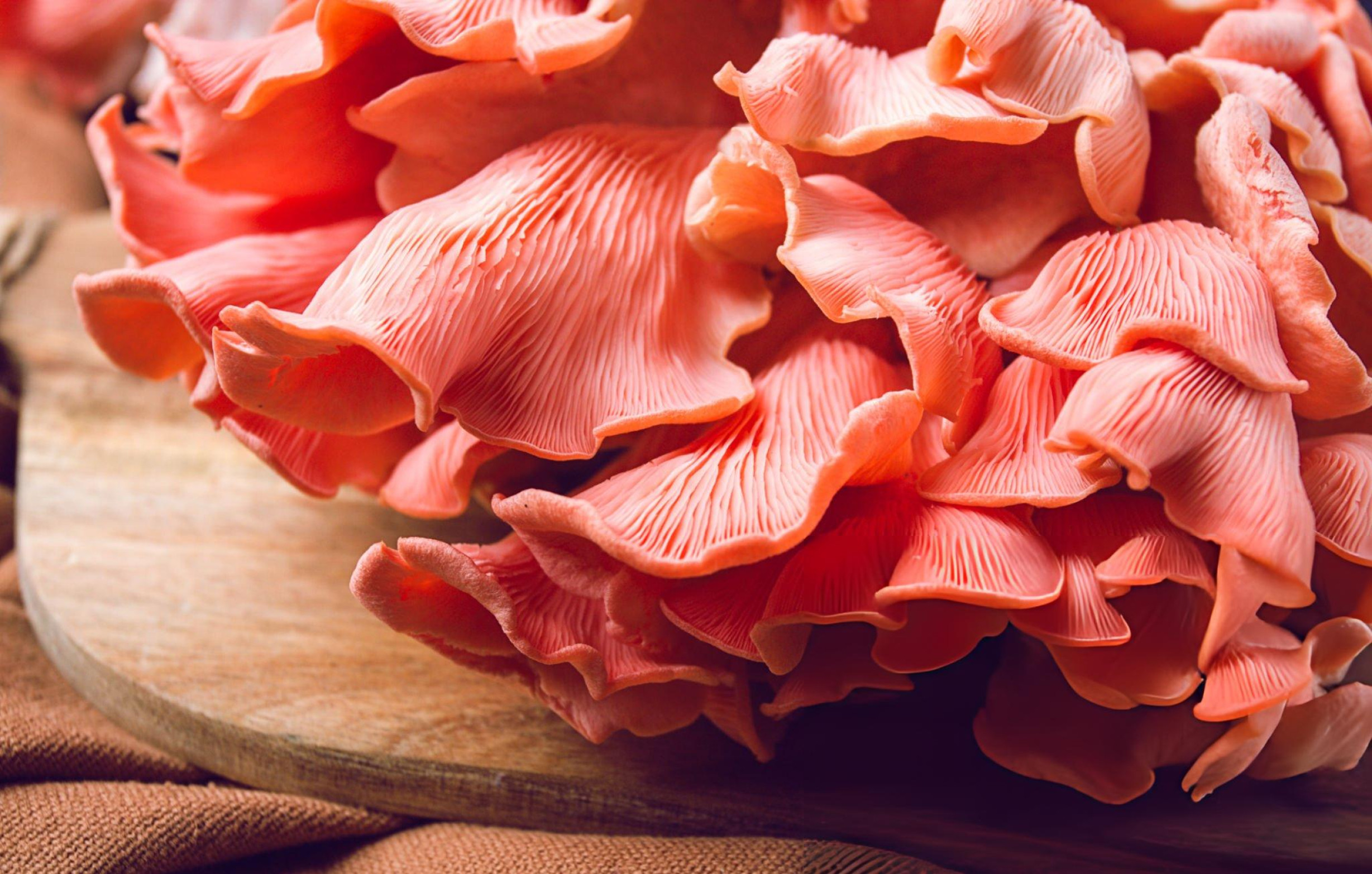 Fresh Organic Pink Oyster Mushrooms Kerala